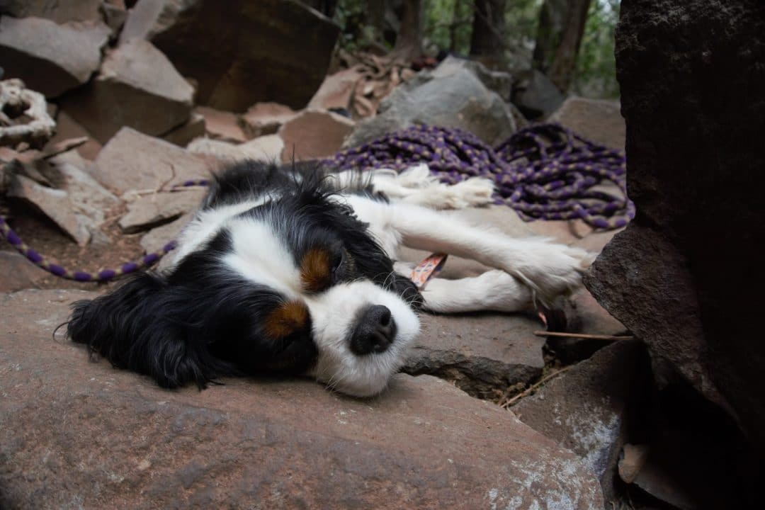 A Dog Sleeping Next to A Rock Climbing Rope Near Flagstaff, Arizona