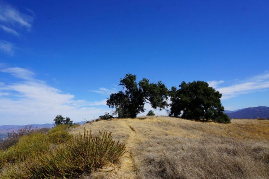A Picture of Oak Trees along the Towsley Canyon Loop Trail
