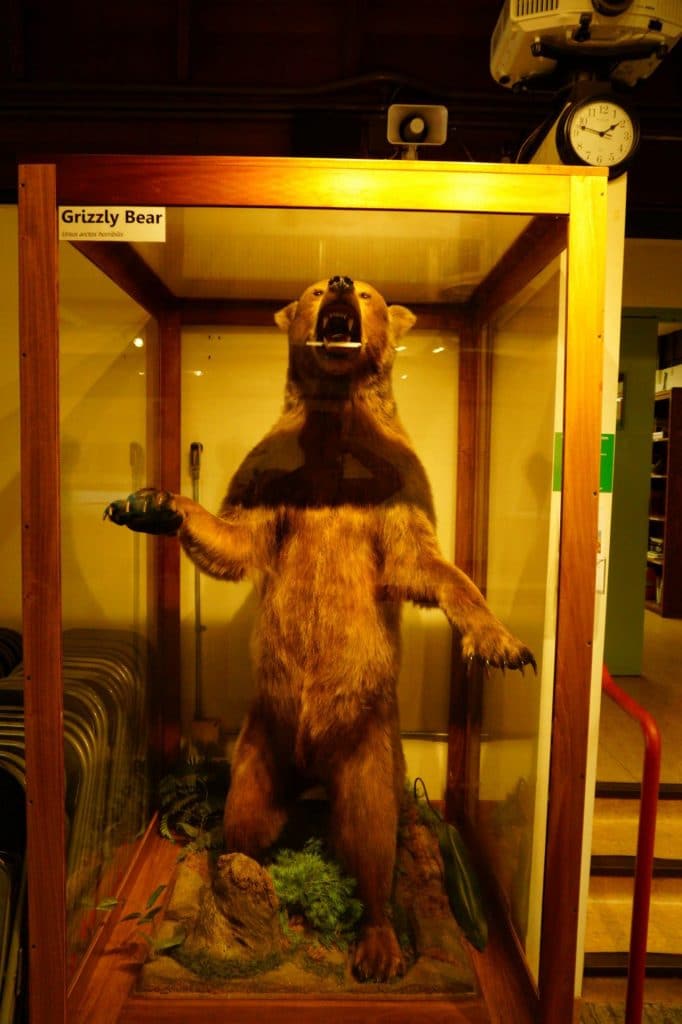 A stuffed Grizzly Bear on Display inside the Placerita Canyon State Park Nature Center