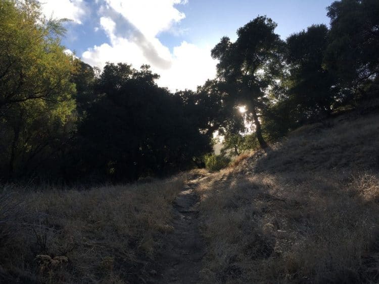 A view of Oak Trees in the Rice Canyon Hiking area in Santa Clarita, California