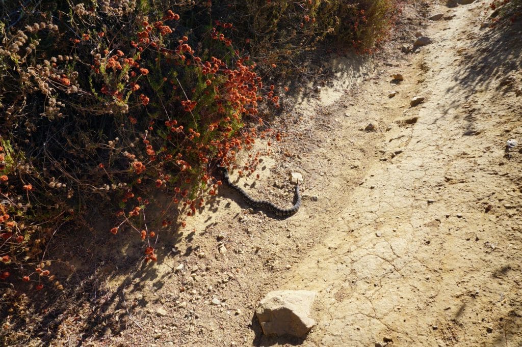 A rattlesnake in Placerita Canyon State Park