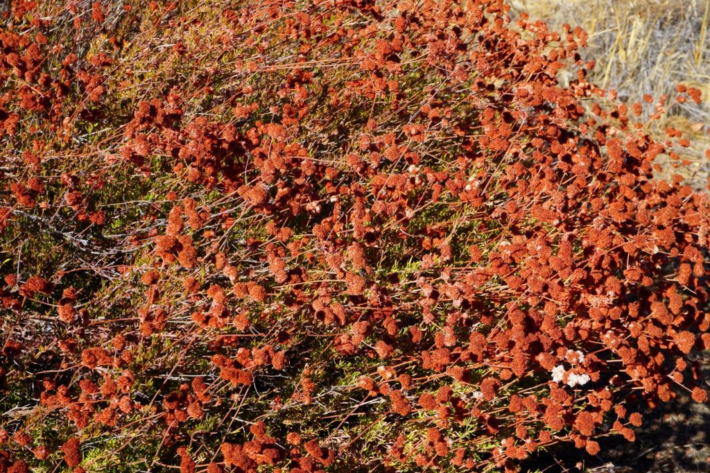 A buckwheat plant near the summit of Slide Mountain in California