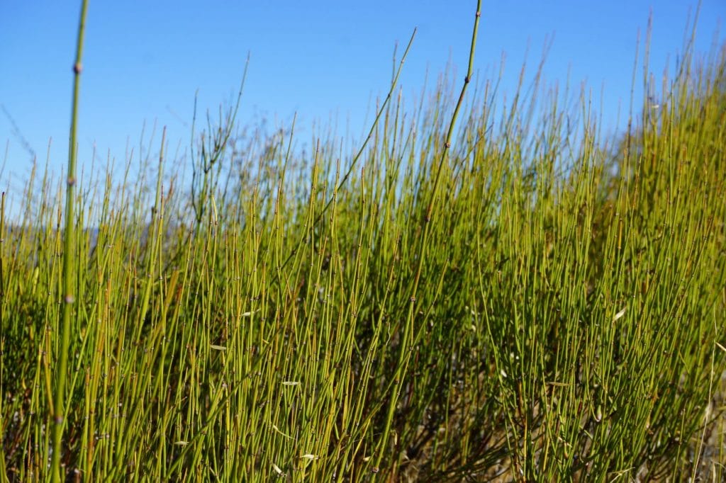 Mormon Tea Growing on Slide Mountain