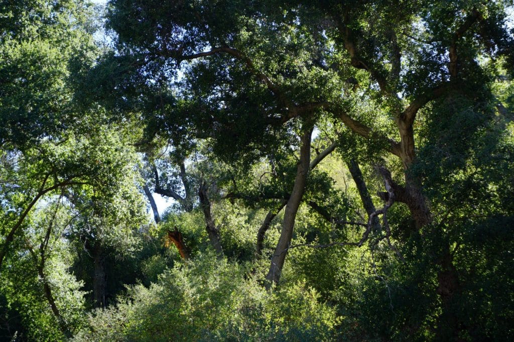 Sunlight Shining Through Oak Trees in Placerita Canyon State Park